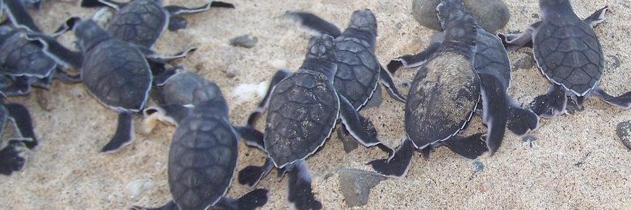 1 of 1, Four students on beach with sea turtle