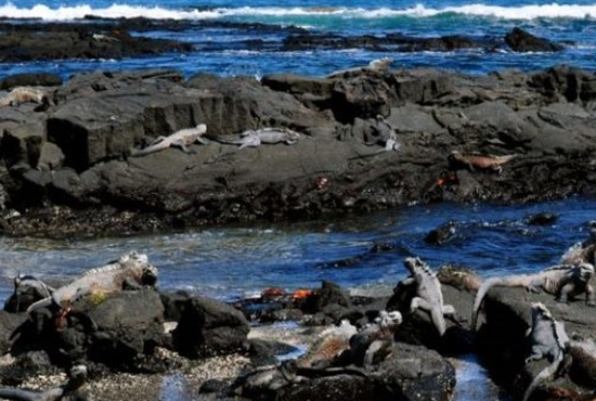 lizards on rocks