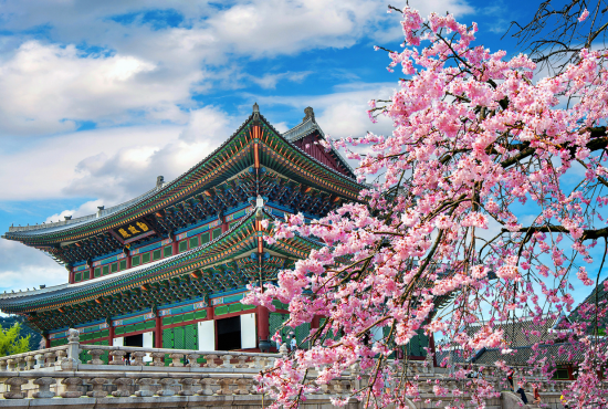 Cherry blossoms in spring, Seoul in Korea